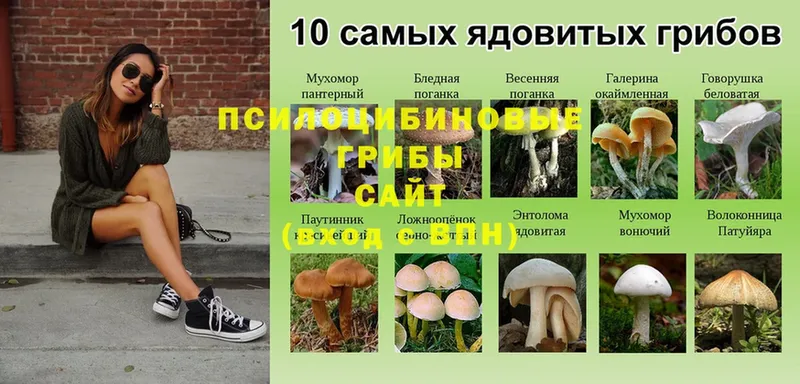 Псилоцибиновые грибы прущие грибы  Гудермес 